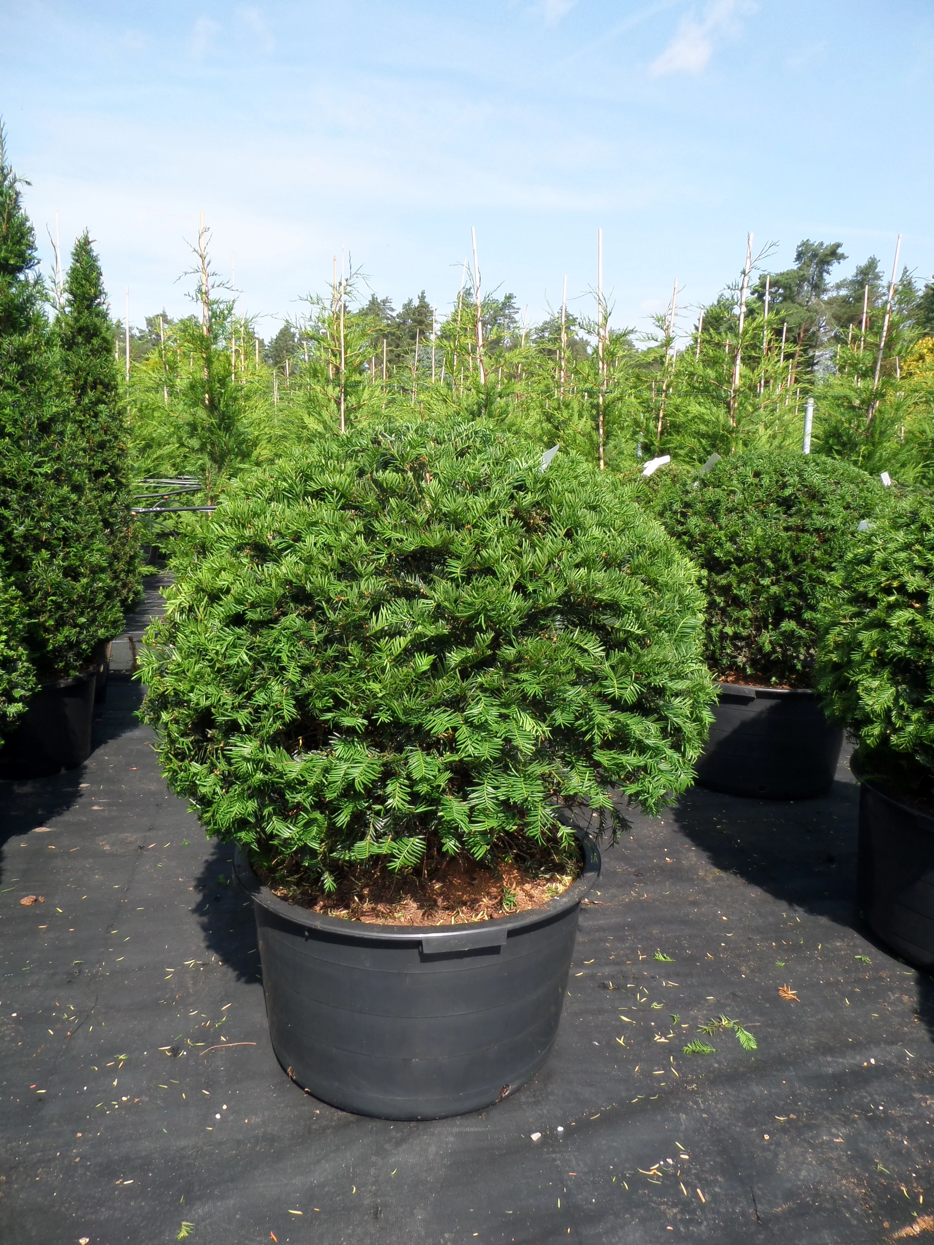 Topiary Hedging