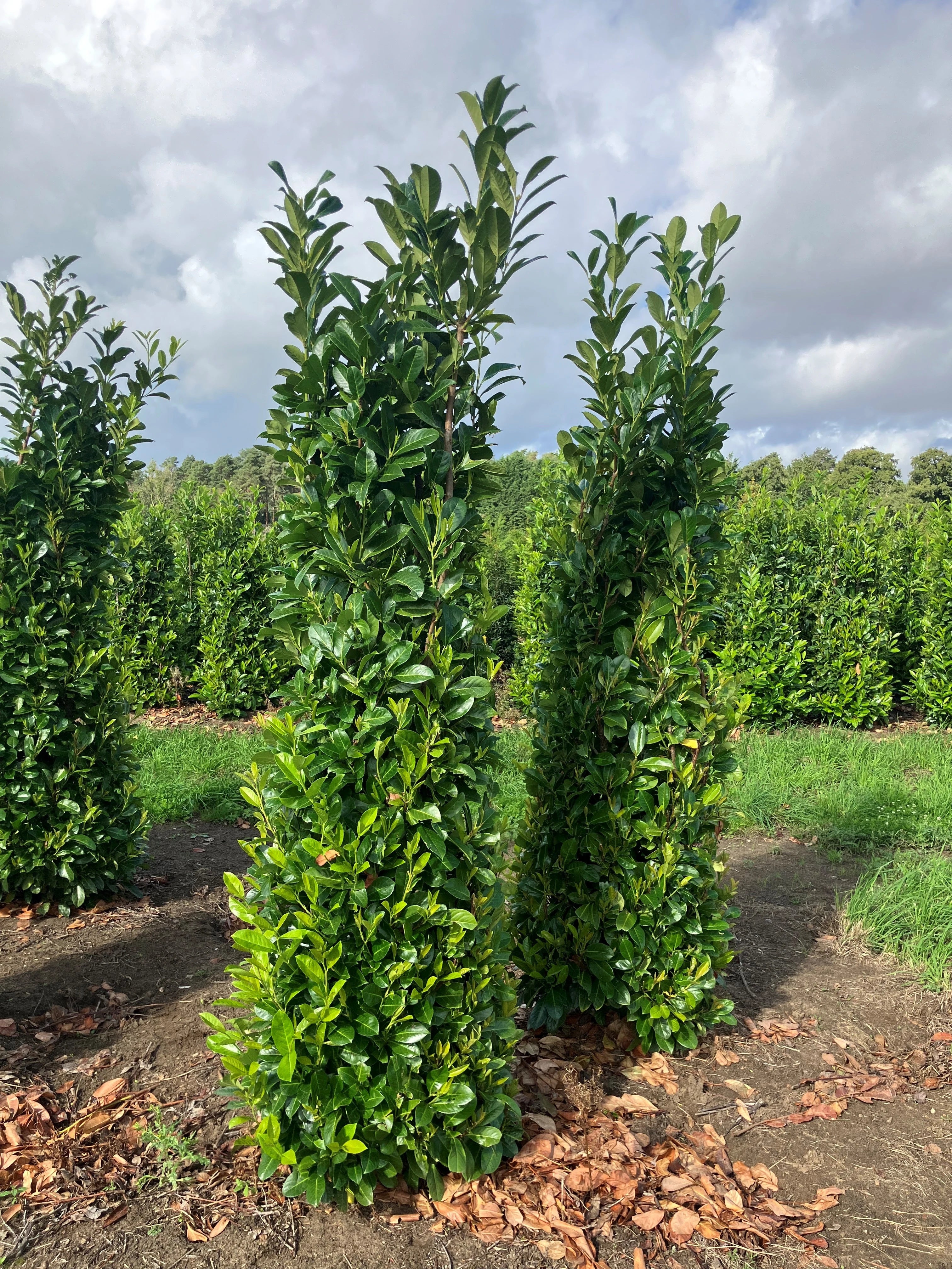 Rootballed Laurel Hedging