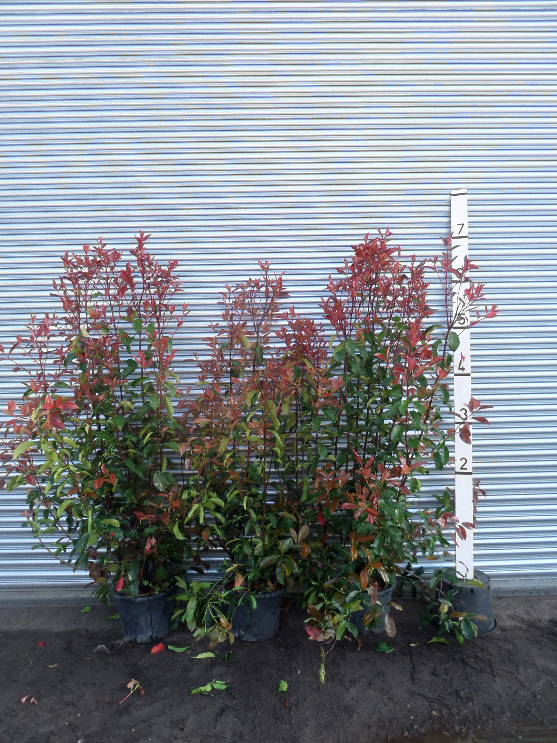 Photinia Red Robin Hedging