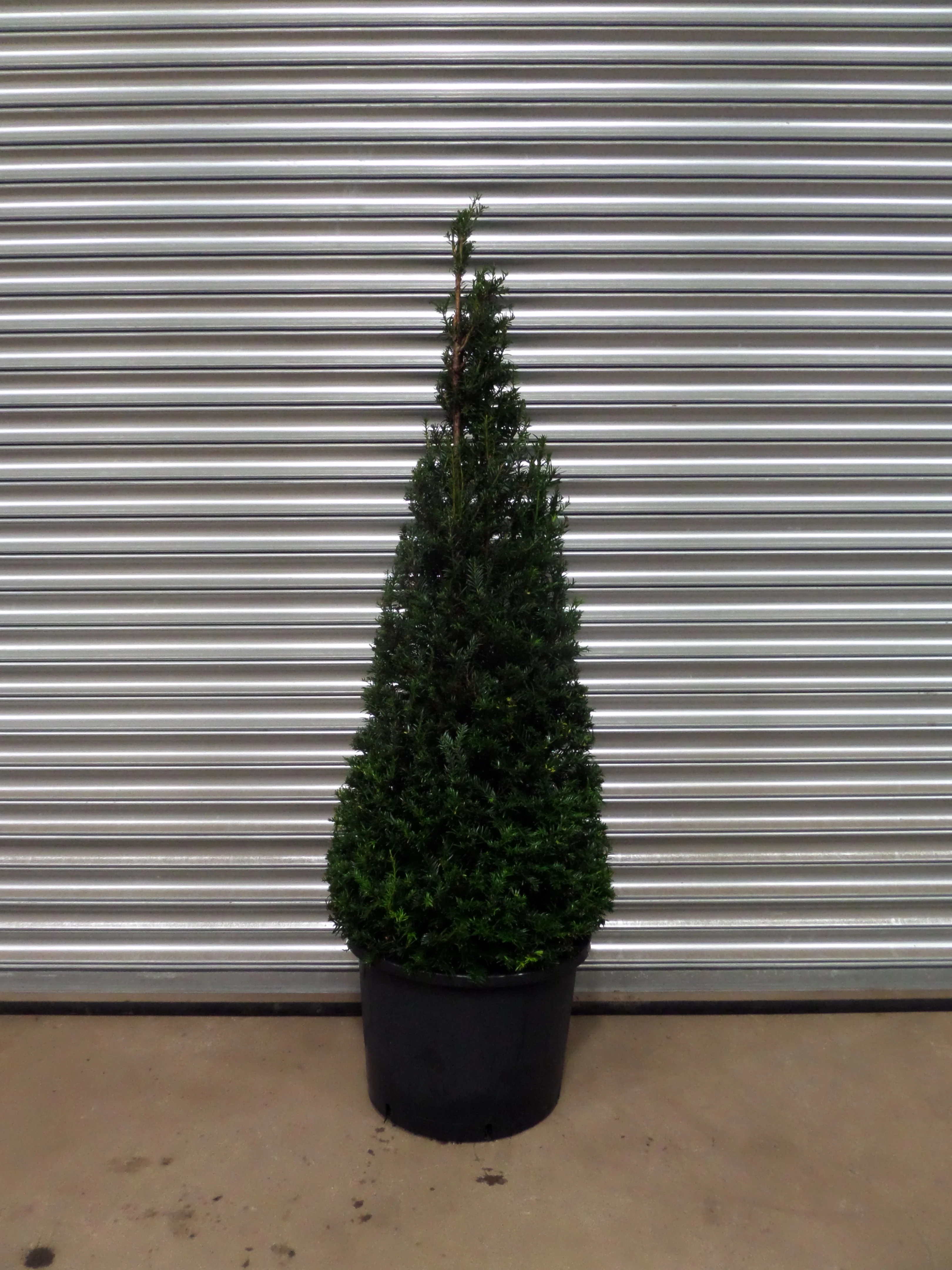 Topiary and Pleached Hedging